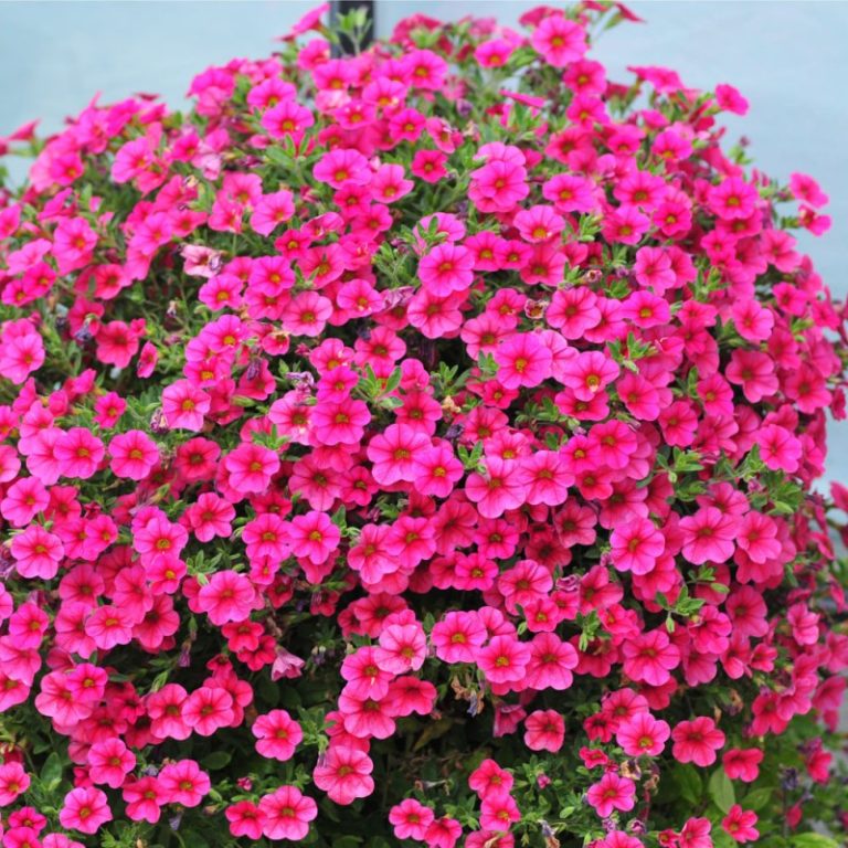 petunia-retombant-surfinia-hot-pink - Amo Decorar